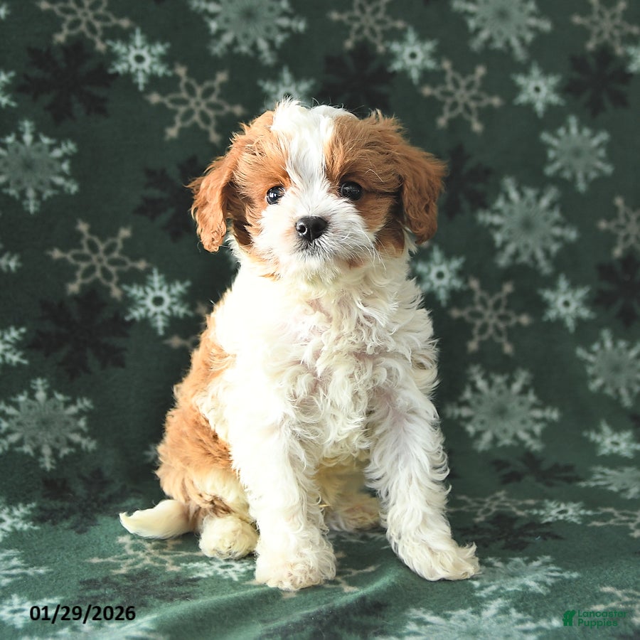 Cavapoo dogs Timmy - Ad 30