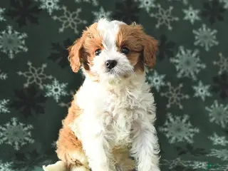 Cavapoo dogs Timmy - Ad 30