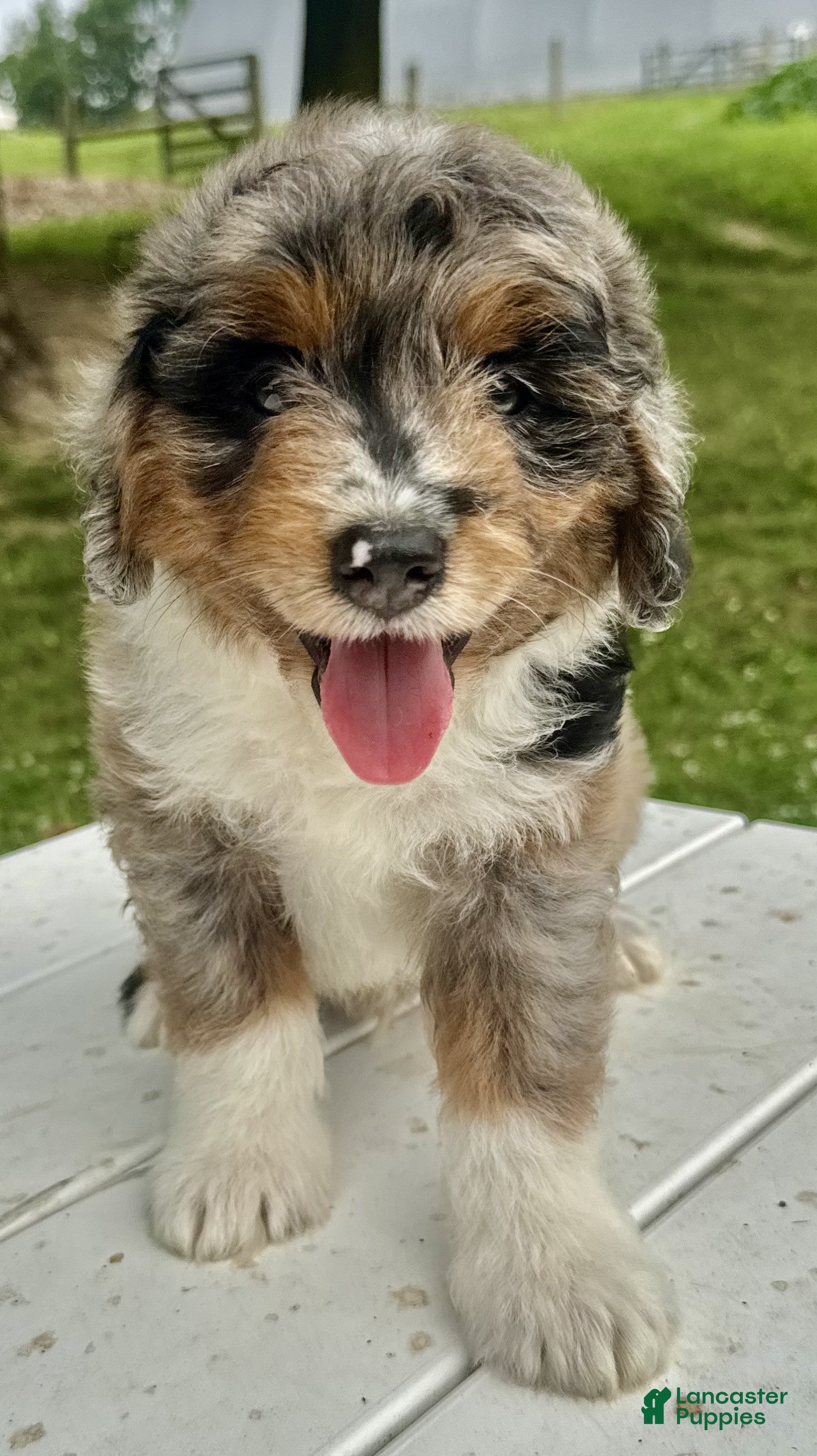 Mini Aussiedoodle dogs Meatball - Ad 2