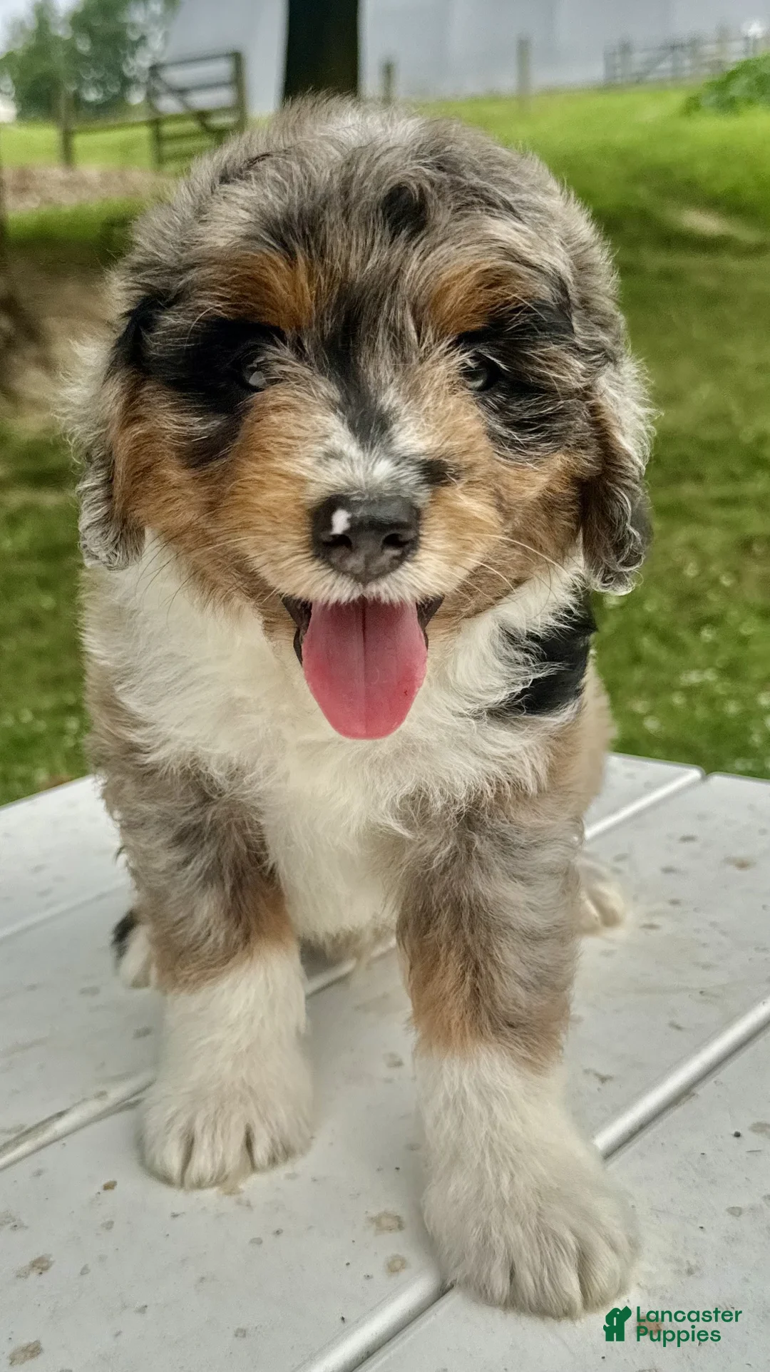 Mini Aussiedoodle dogs for sale: Meatball - Ad 2
