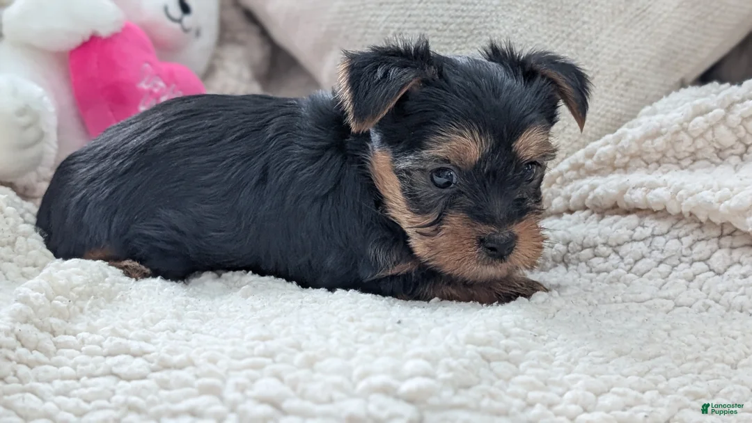 Yorkshire Terrier dogs for sale: Apollo - Ad 8