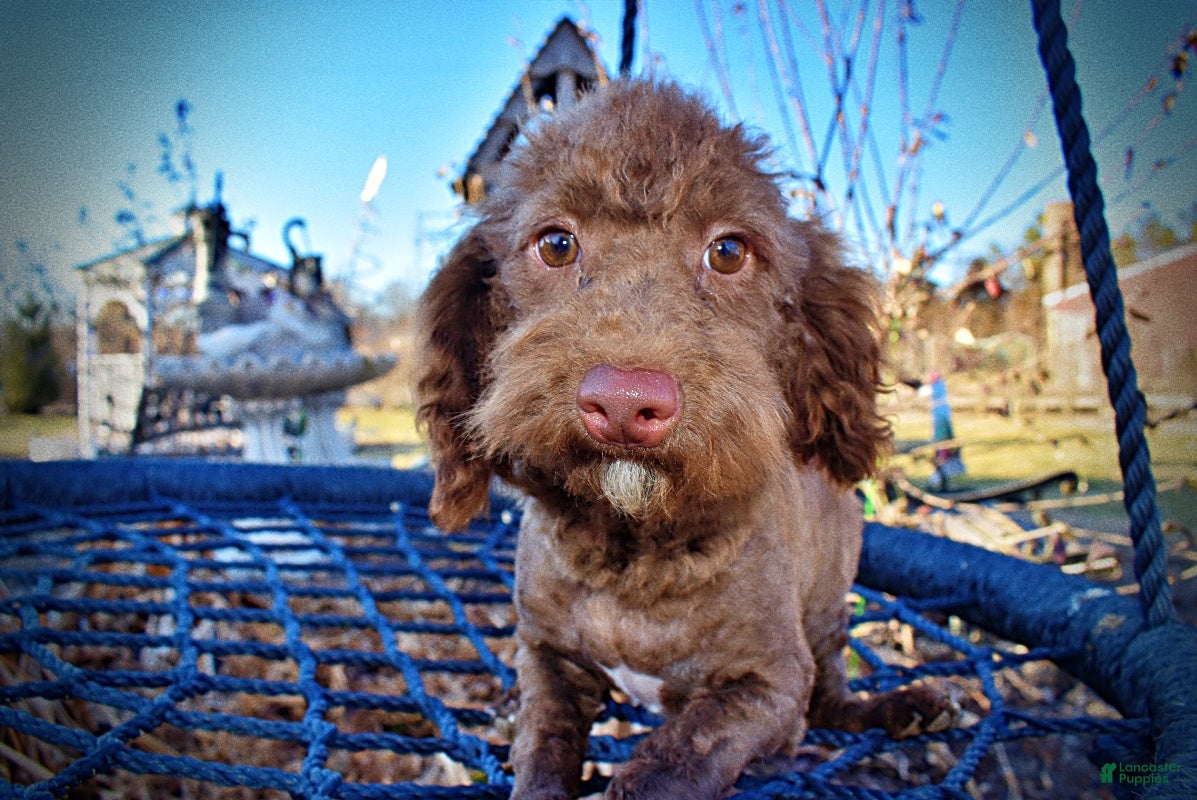 Havapoo dogs Scooby - Ad 2