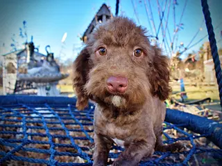 Havapoo dogs Scooby - Ad 2