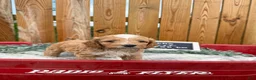 Cockapoo dogs for sale: Bennett - Ad 3