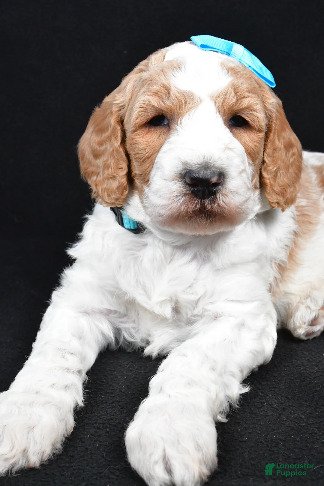 Standard Poodle dogs for sale: Franklin - Ad 4