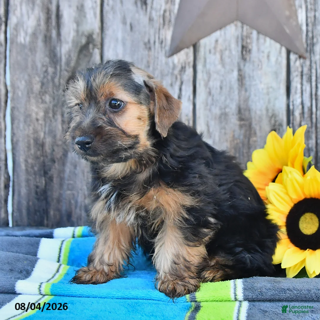 Yorkshire Terrier dogs for sale: Jack  - Ad 2