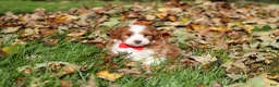 Cavapoo dogs for sale: Myles - Ad 10