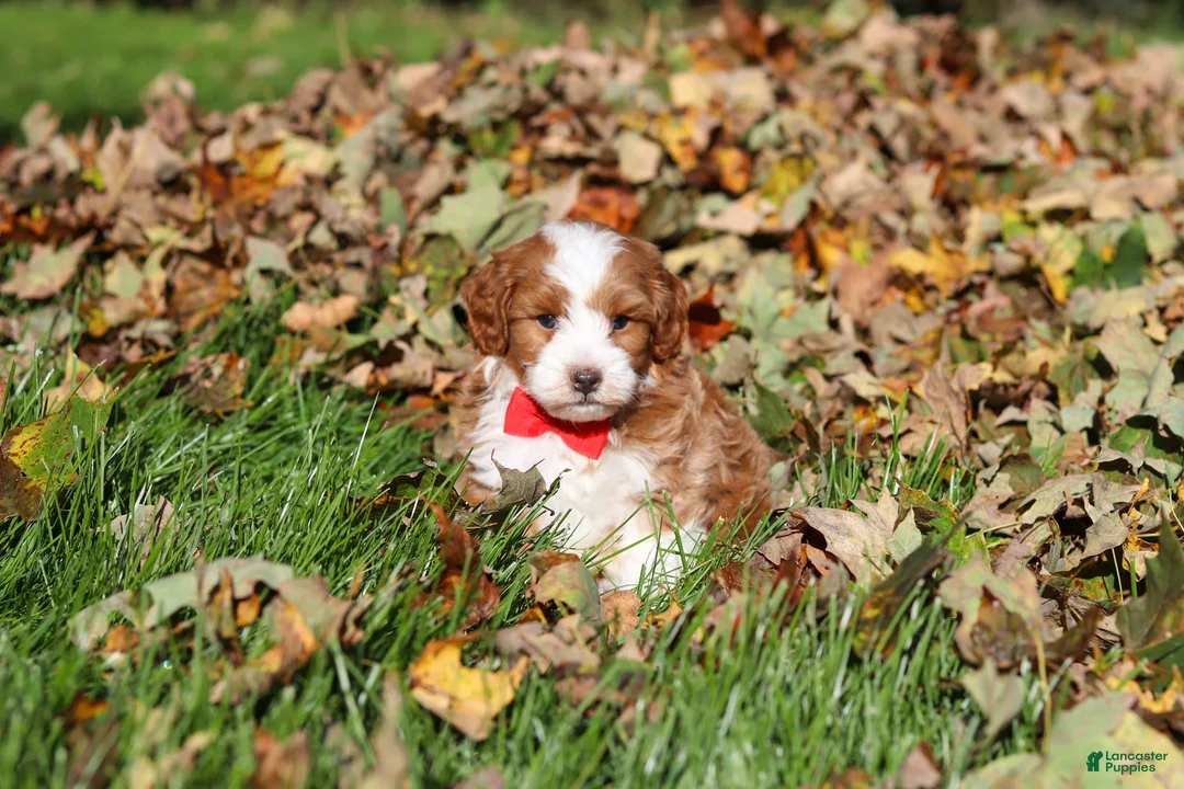 Cavapoo dogs for sale: Myles - Ad 10
