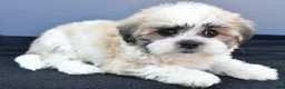 Teddy Bear dogs for sale: Tate - Ad 7