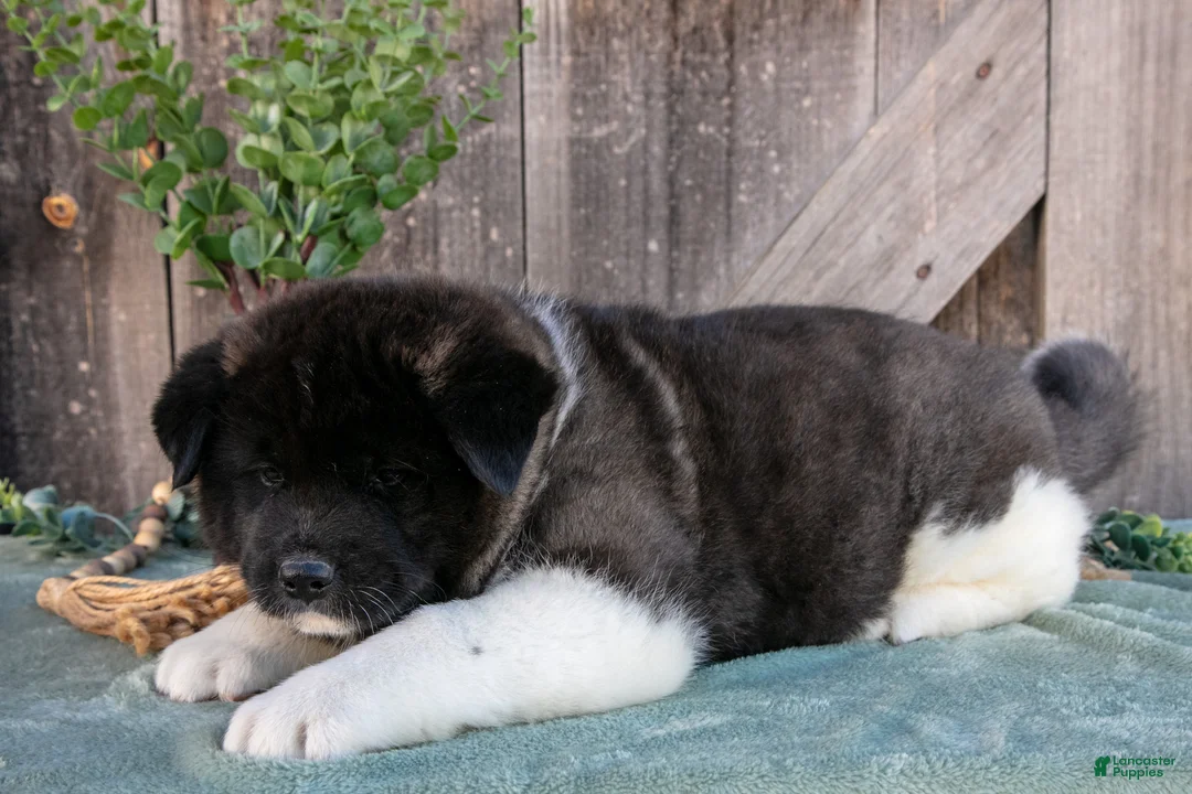 Akita dogs for sale: Stuart - Ad 2