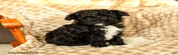 Toy Poodle dogs for sale: Coffee - Ad 3