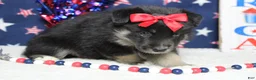 Mixed Breed dogs for sale: Violet  - Ad 4