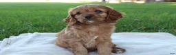 Cavapoo dogs for sale:  River - Ad 1