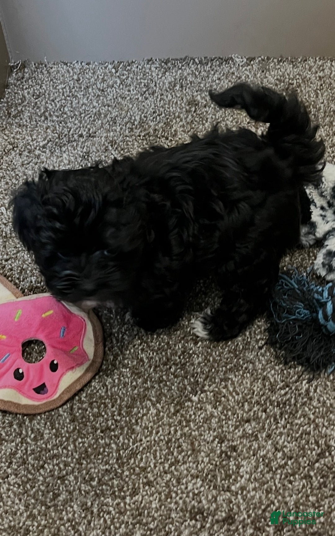 Shihpoo dogs for sale: Micky - Ad 6