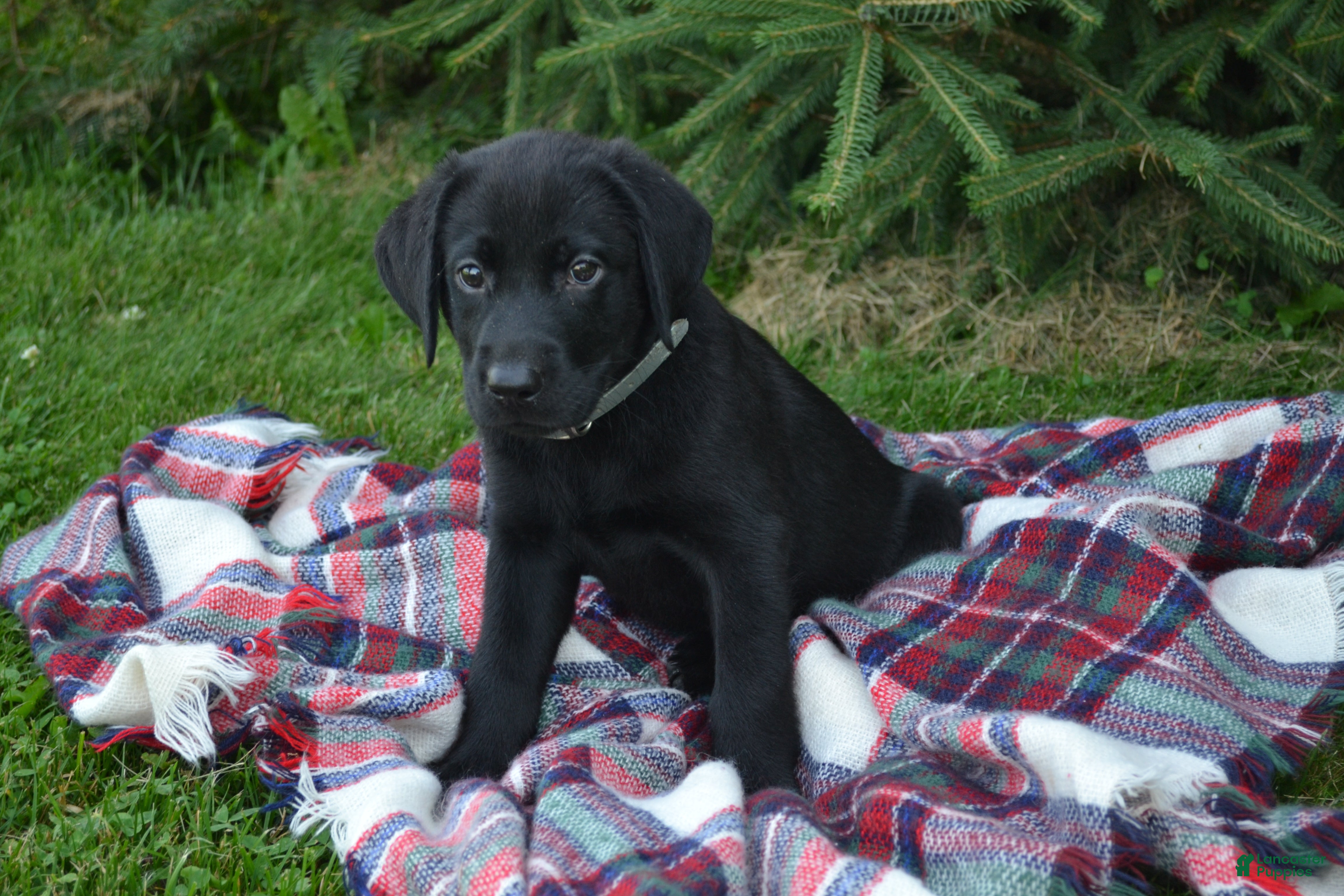 Labrador Retriever dogs Ben - Ad 41