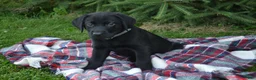Labrador Retriever dogs for sale: Ben - Ad 1