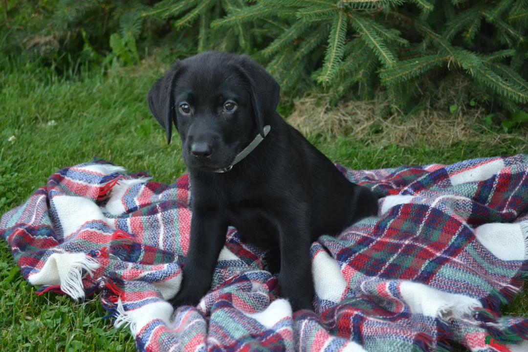 Labrador Retriever dogs for sale: Ben - Ad 1
