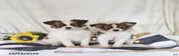Papillon dogs for sale: Quinto - Ad 3