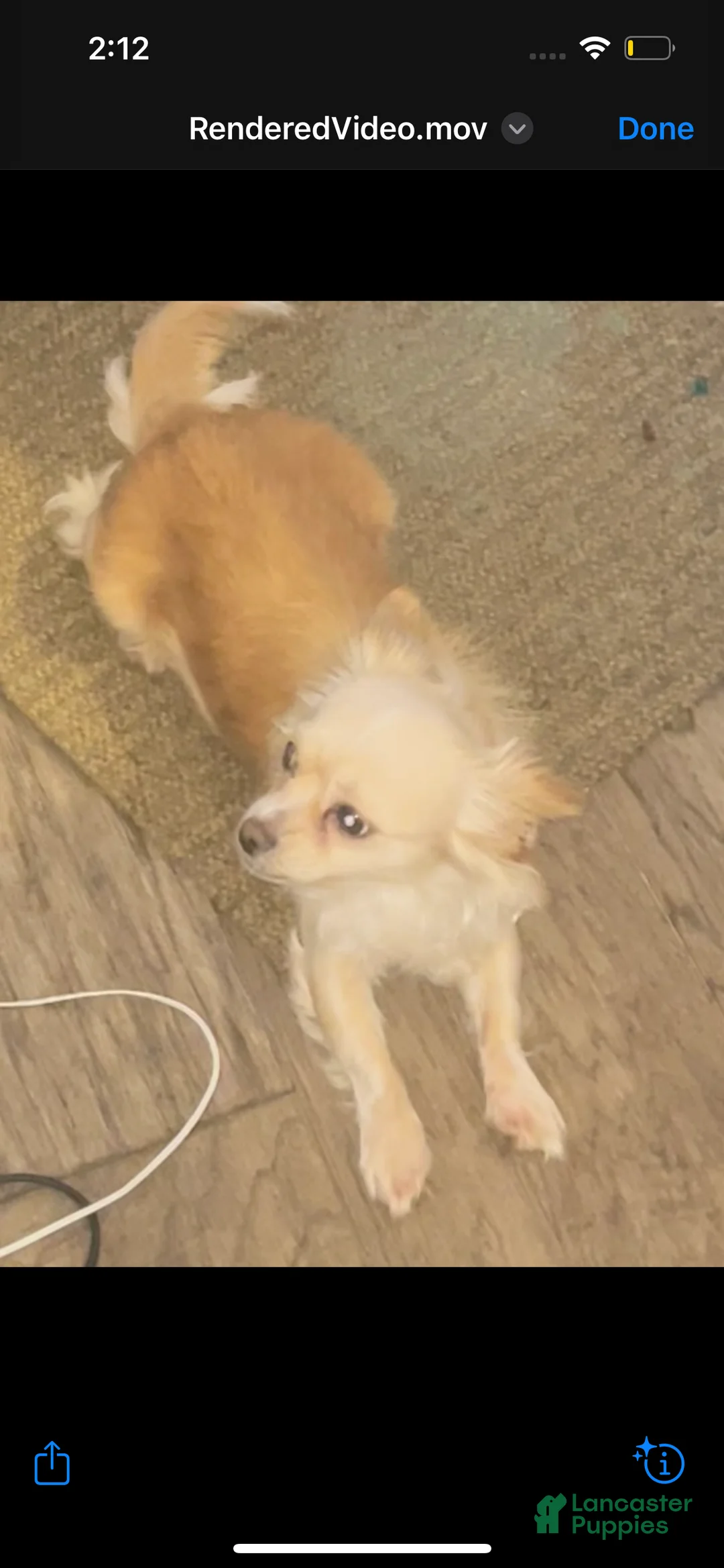 Mixed Breed dogs for sale: Mixed Breed Puppy 1 - Ad 2