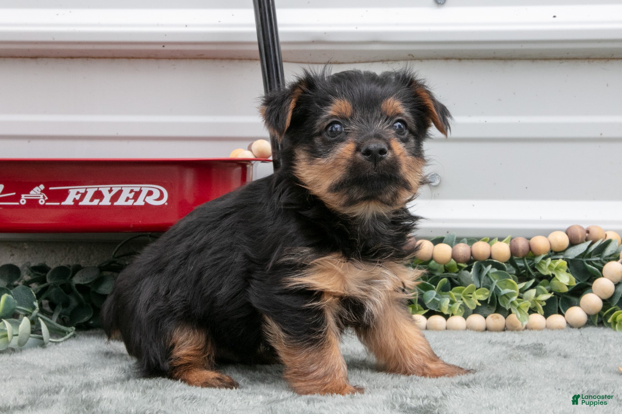 Yorkshire Terrier dogs Johnny - Ad 2