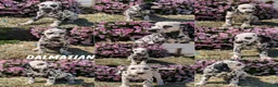 Dalmatian dogs for sale: Callie - Ad 11
