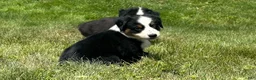 Miniature Australian Shepherd dogs for sale: #1 Black Tri Female - Ad 4