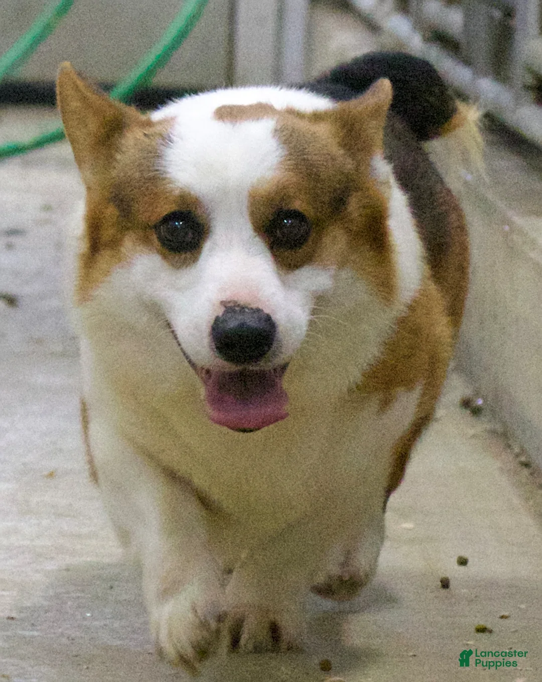 Welsh Corgi Pembroke dogs for sale: Tammy - Ad 6