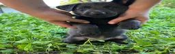 Mixed Breed dogs for sale: Purple  - Ad 2