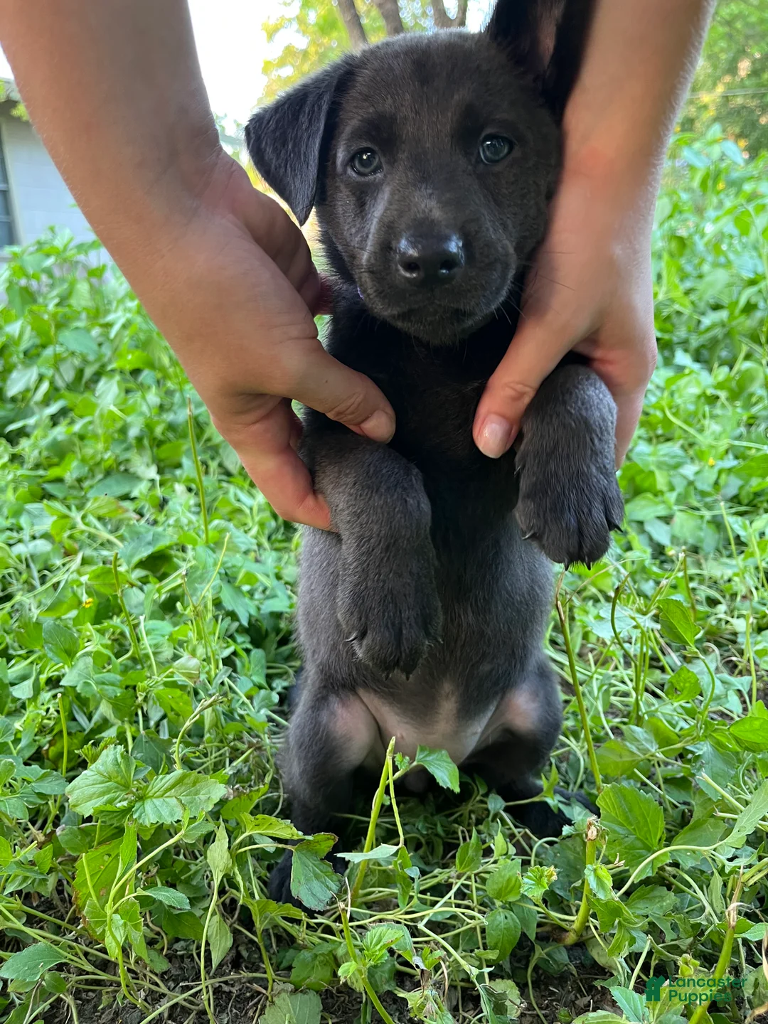 Mixed Breed dogs for sale: Purple  - Ad 2