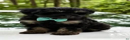 Mini Aussiedoodle dogs for sale: Mini Aussiedoodle Puppy 4 - Ad 3