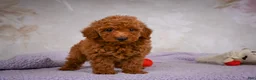 Miniature Poodle dogs for sale: Jake - Ad 13