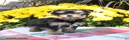 Yorkshire Terrier dogs for sale: Teacup - Ad 5