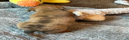 Dachshund dogs for sale: Dachshund 3 - Ad 4
