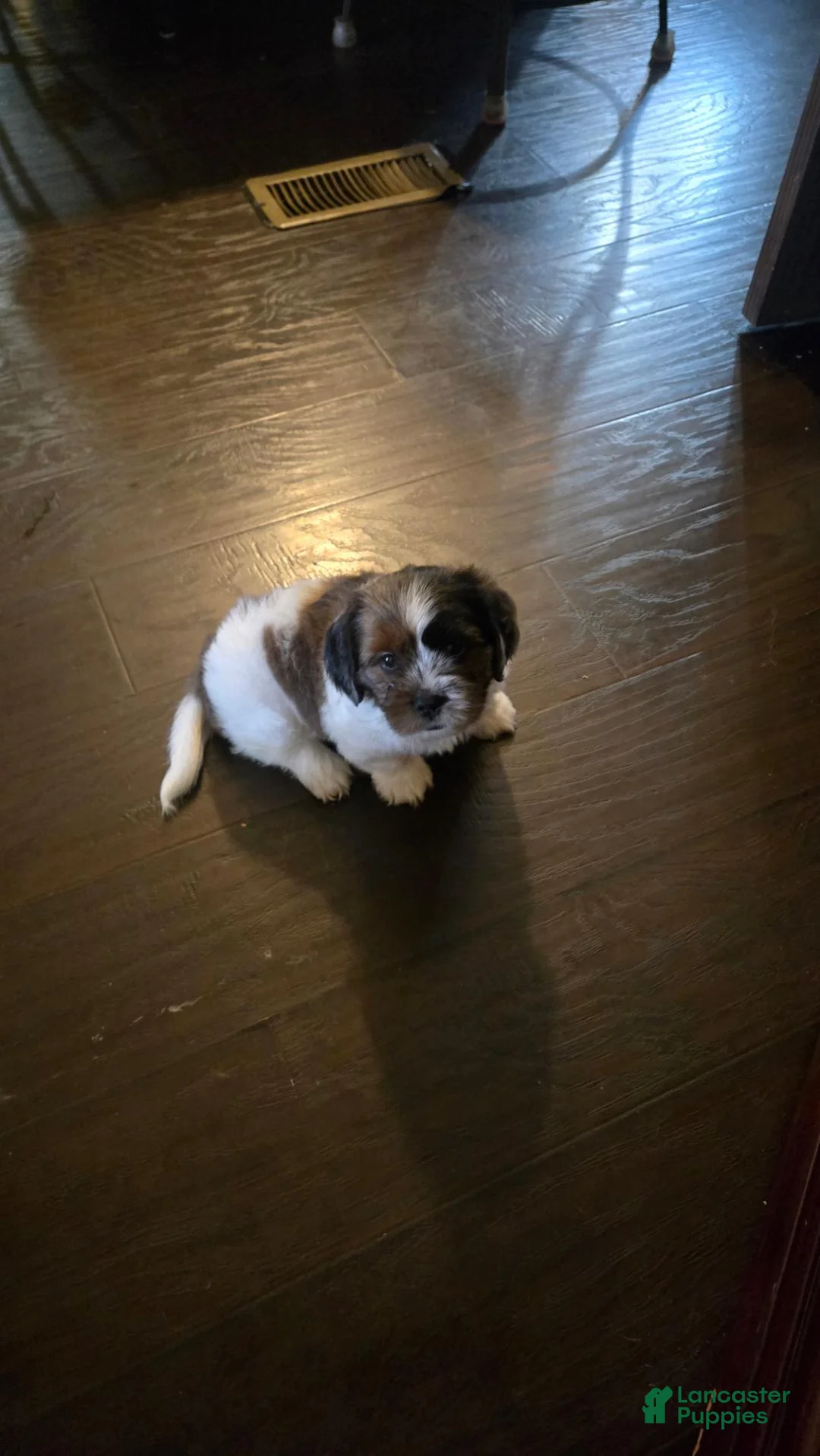Mixed Breed dogs for sale: Mixed Breed 1 - Ad 2