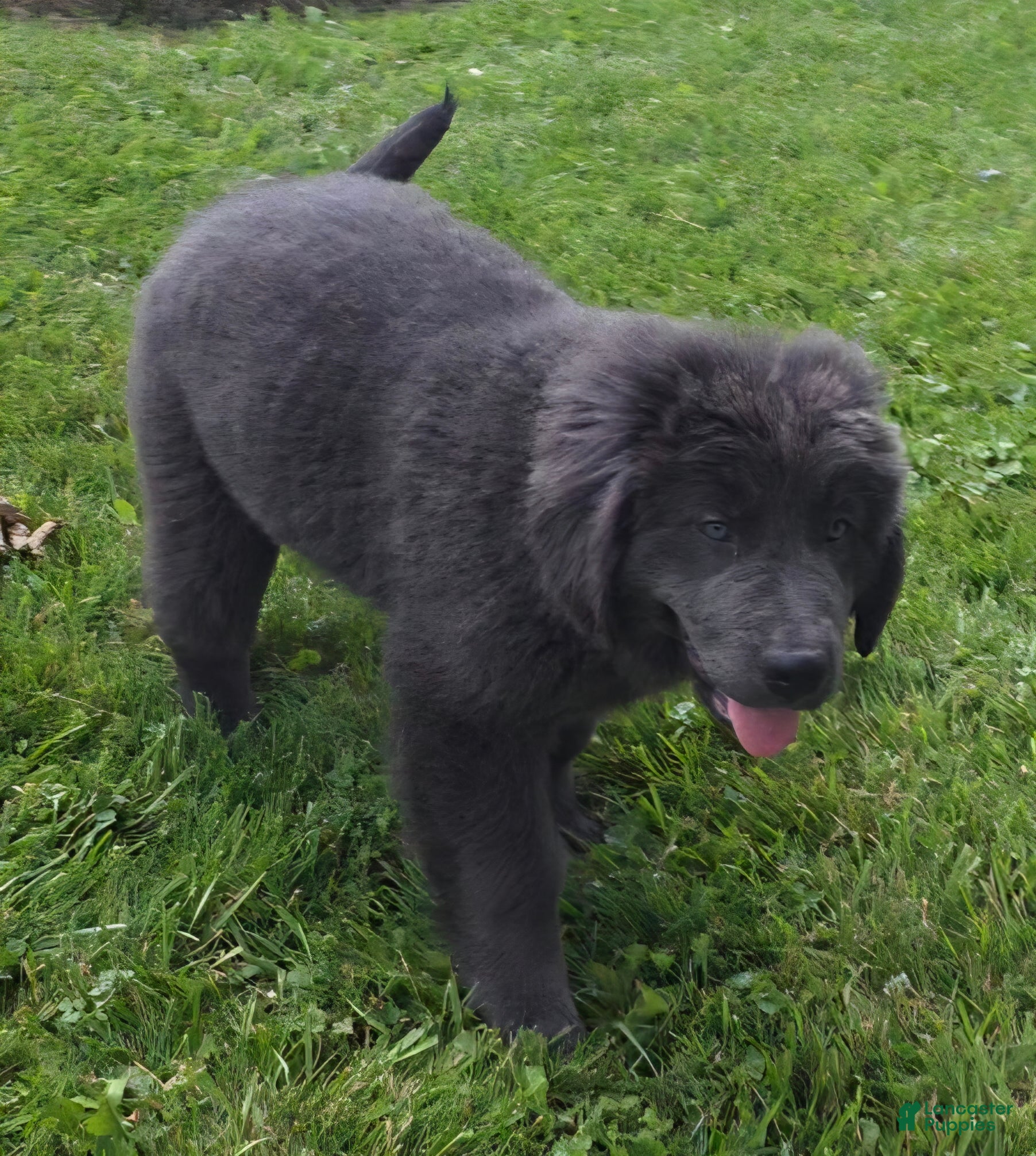Newfoundland dogs Jasmine - Ad 1