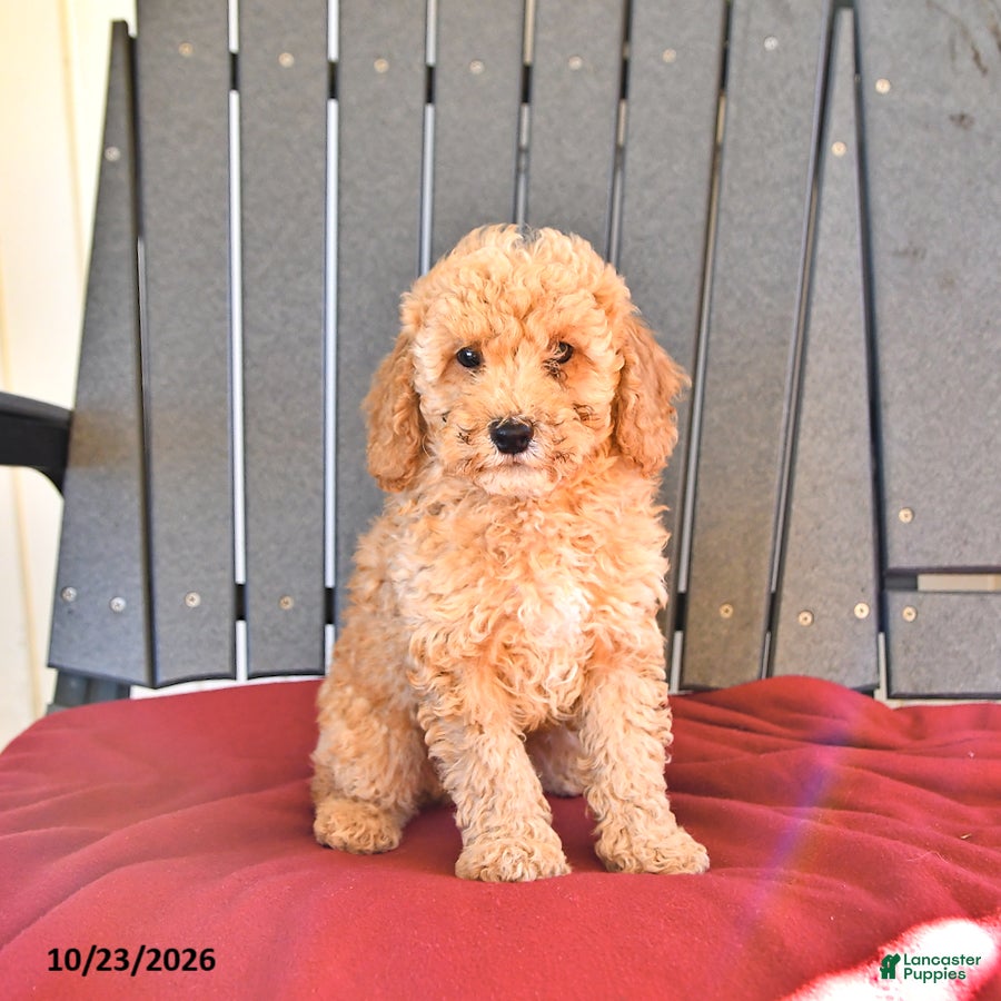 Miniature Poodle dogs for sale: Chester - Ad 2