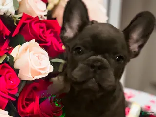 French Bulldog dogs for sale: Neptune - Ad 1
