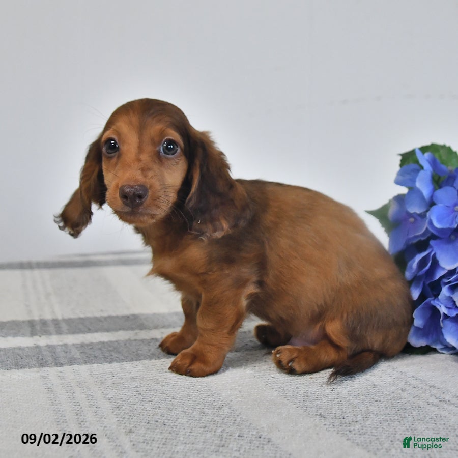 Miniature Dachshund dogs Tuck - Ad 2