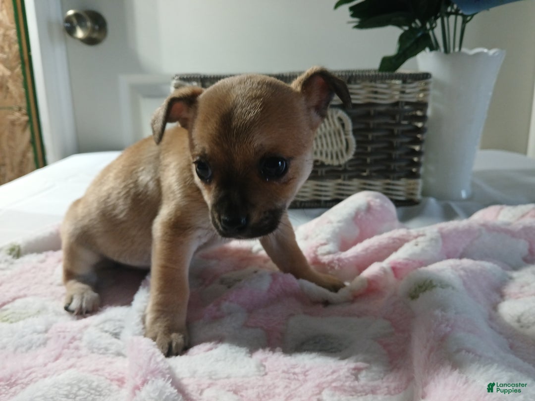 Chihuahua dogs for sale: Chihuahua Puppy 2 Marcy - Ad 3
