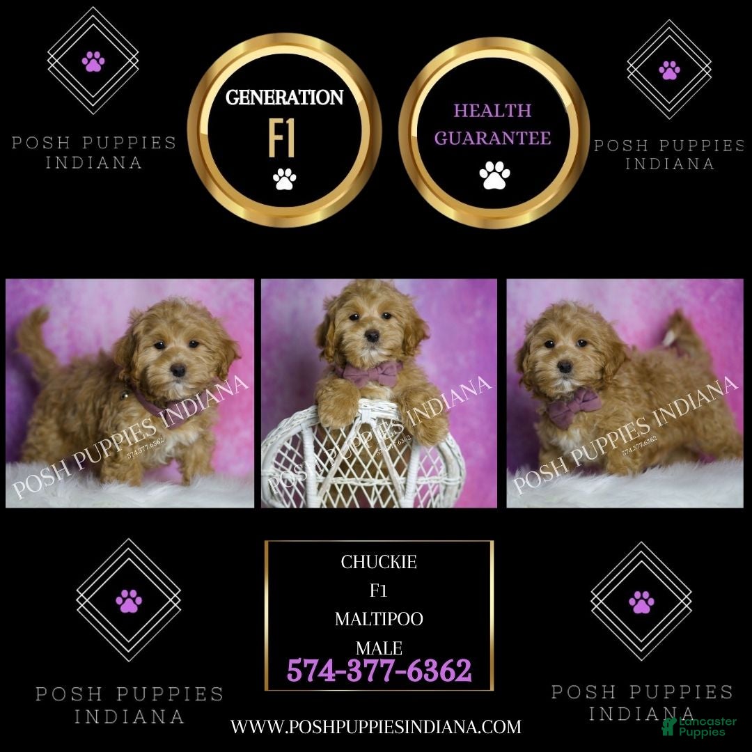 Maltipoo dogs for sale: Chuckie - Ad 2