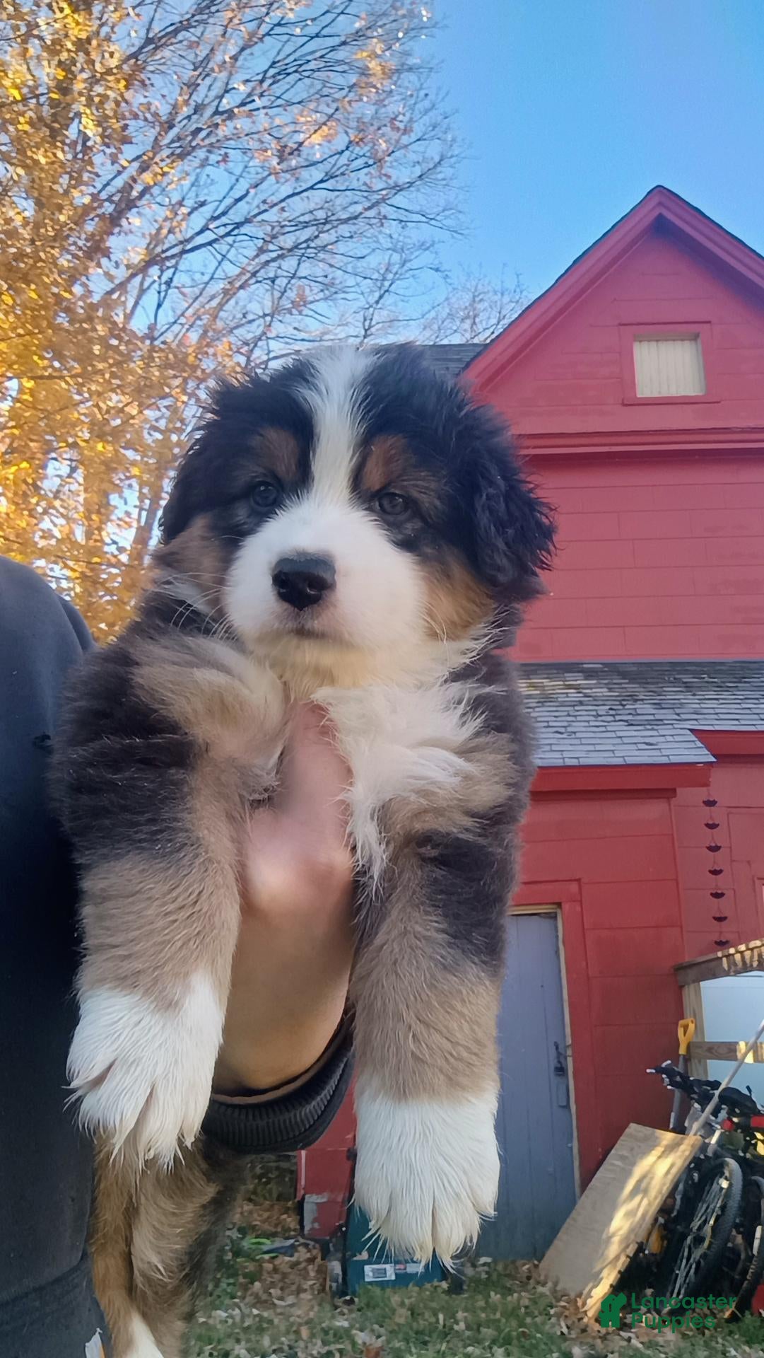 Australian Shepherd dogs for sale: River - Ad 8