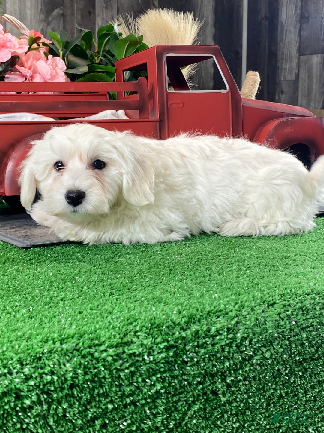 Bichon Frise dogs for sale: Benny - Ad 2