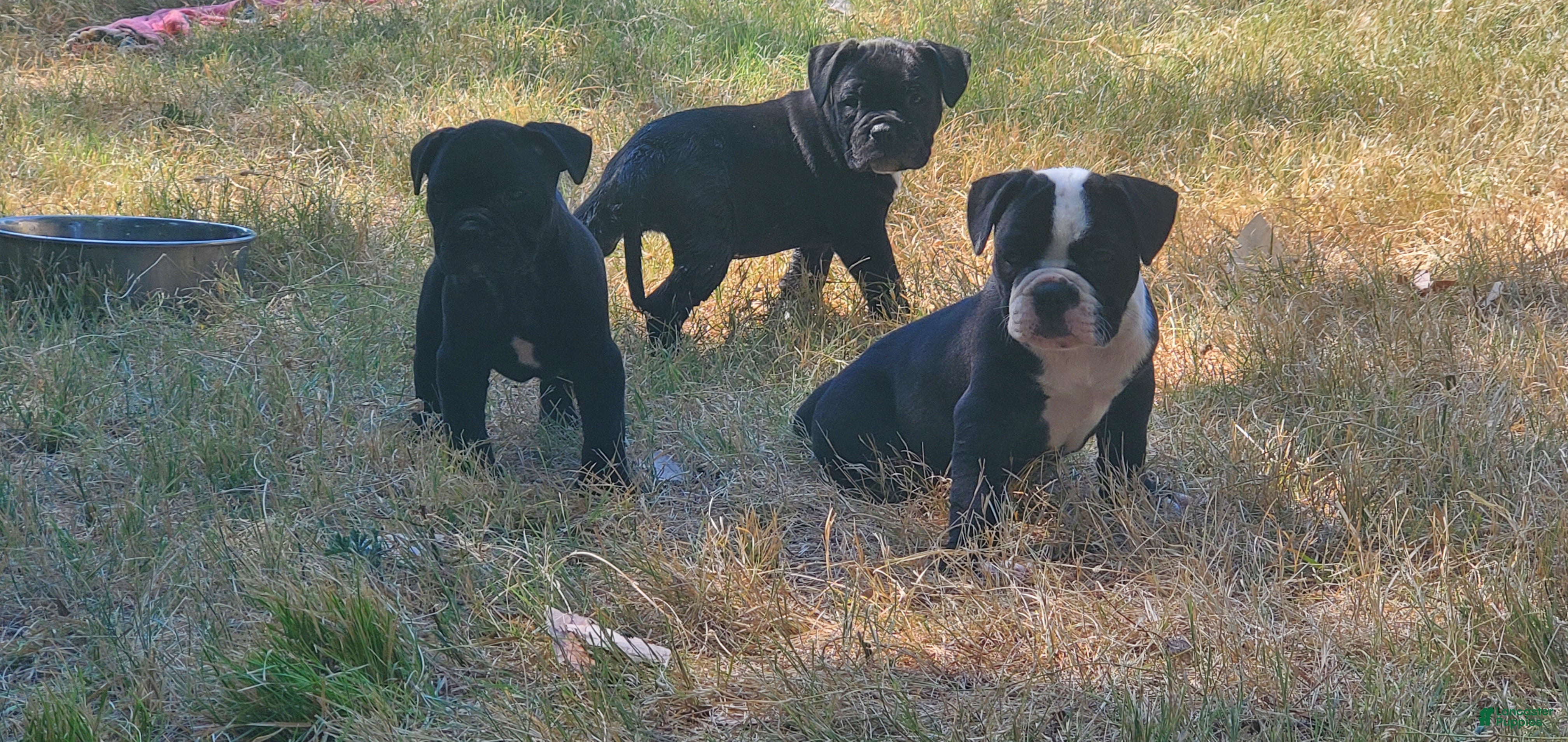 Alapaha Blue Blood Bulldog dogs Alapaha Blue Blood Bulldog 1 - Ad 2