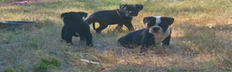 Alapaha Blue Blood Bulldog dogs for sale: Alapaha Blue Blood Bulldog 1 - Ad 2