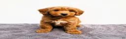 Mini Goldendoodle dogs for sale: Ginger - Ad 3