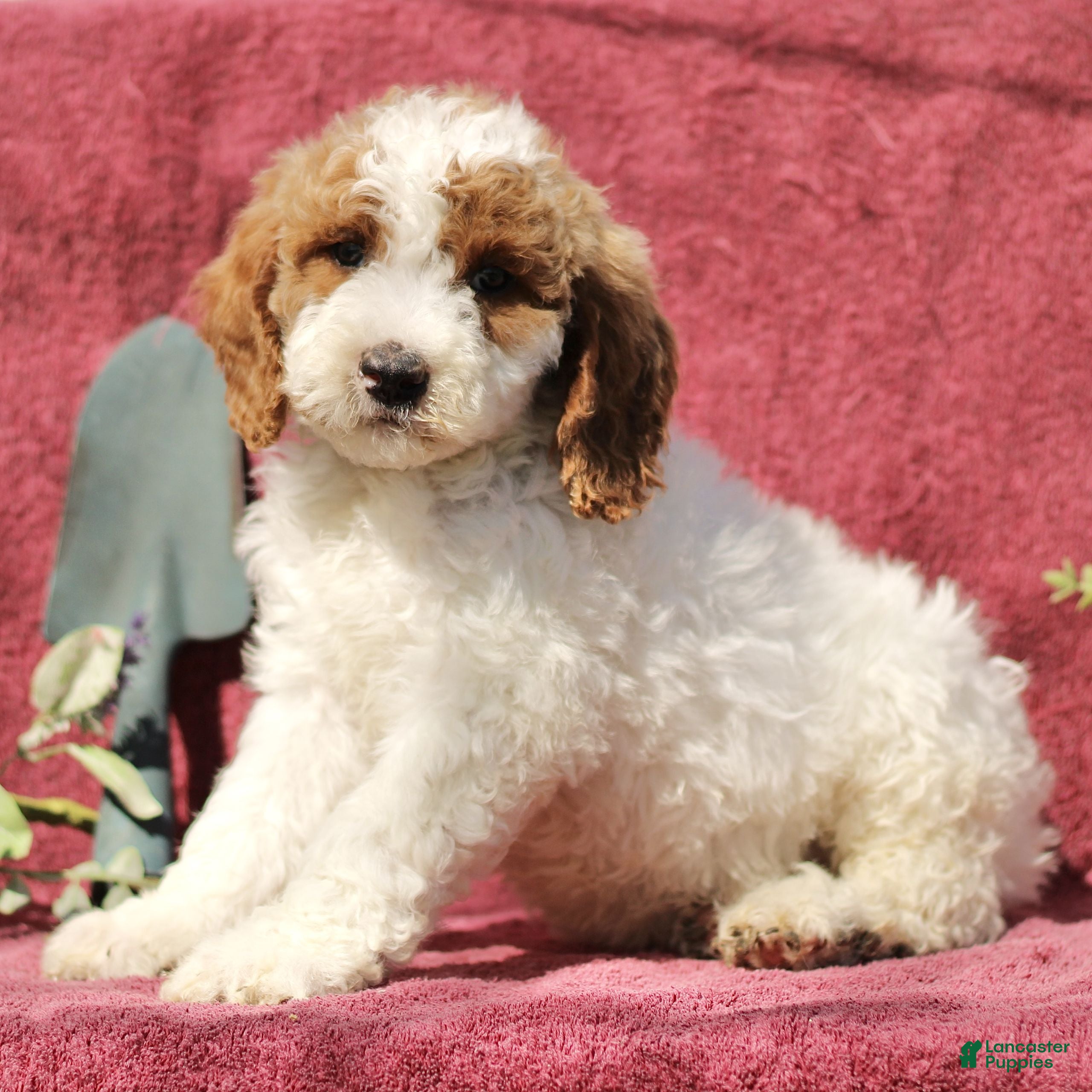 Mini Goldendoodle dogs Chase  - Ad 2