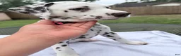 Dalmatian dogs for sale: Hazel - Ad 3