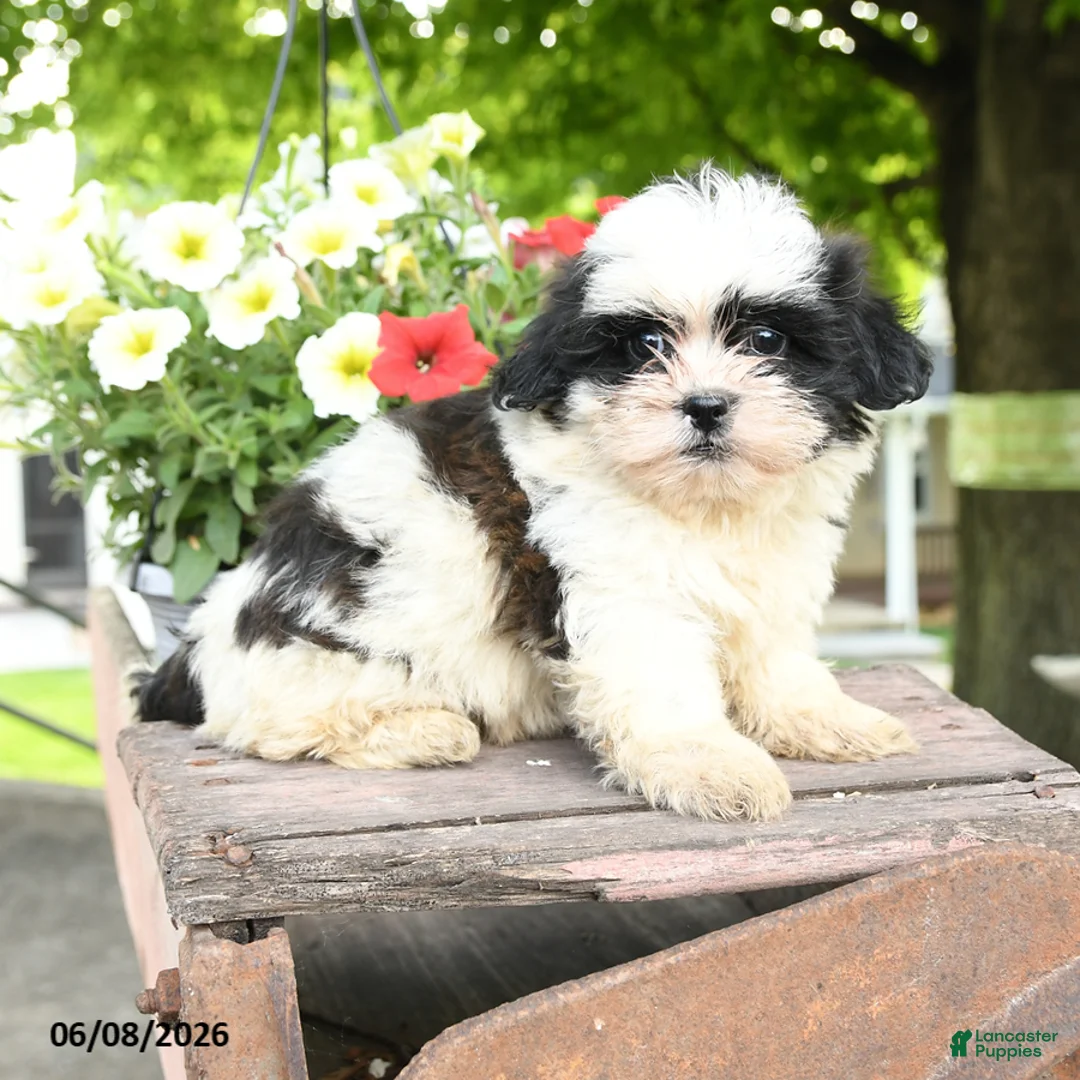 Teddy Bear dogs for sale: Everett - Ad 1
