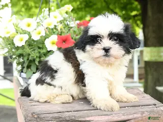 Teddy Bear dogs for sale: Everett - Ad 3