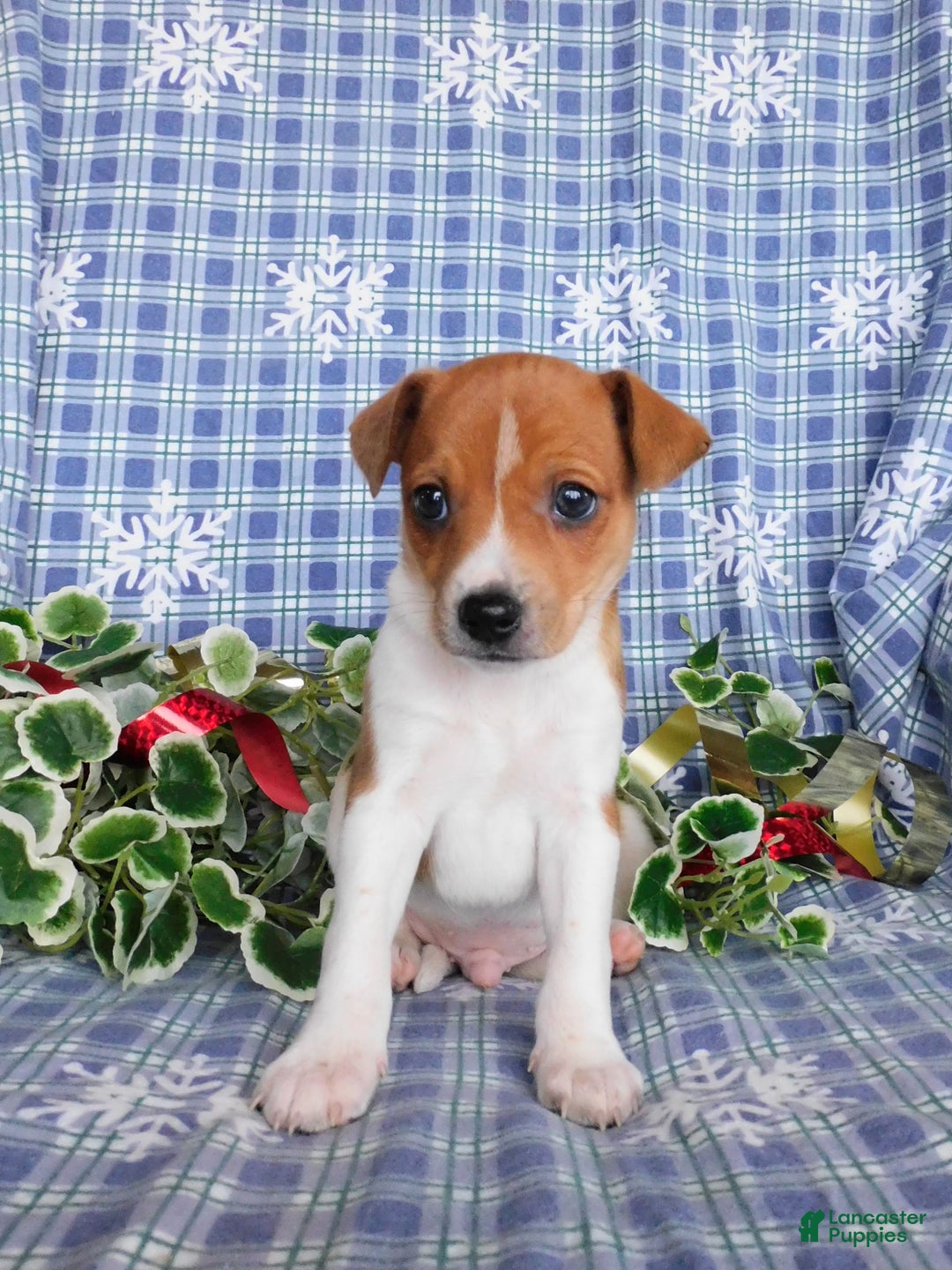 Jack Russell Terrier dogs for sale: Rinti - Ad 4